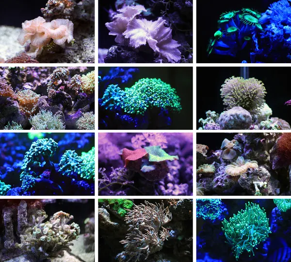 Corals. The inhabitants of the underwater world.