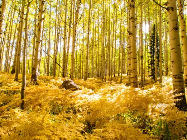 Aspen Trunks in Fall