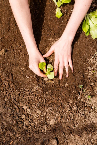 Community garden