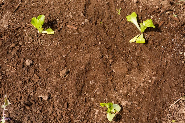 Community garden