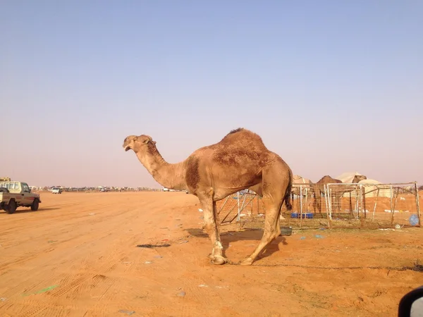 Camels in Saudi Arabia