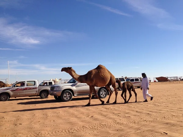 Camels festival in Um roqaiba, Saudi Arabia, 2013