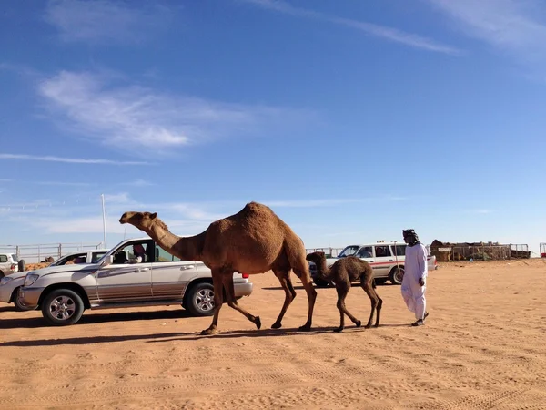 Camels festival in Um roqaiba, Saudi Arabia, 2013
