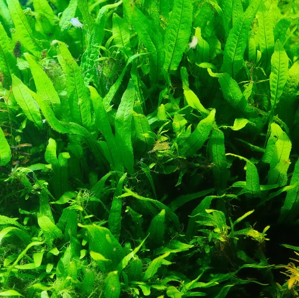 Underwater plants