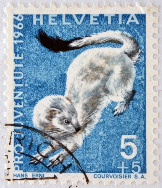 SWITZERLAND - CIRCA 1966: a stamp printed in Switzerland shows Ermine, Mustela Erminea, short-tailed Weasel, circa 1966