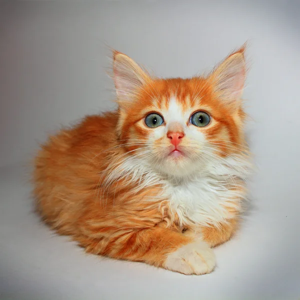 Cute red kitty boy