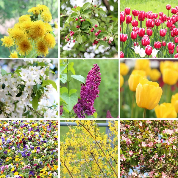 A collection of nine pictures of flowers blossoming in spring