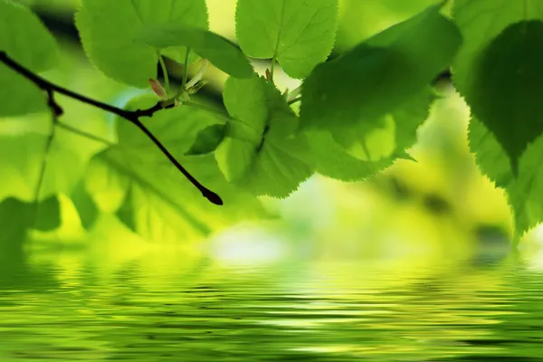 Nature scene in Summer: green leaves reflecting in water with some copy space