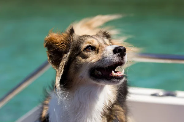Happy dog on a boat