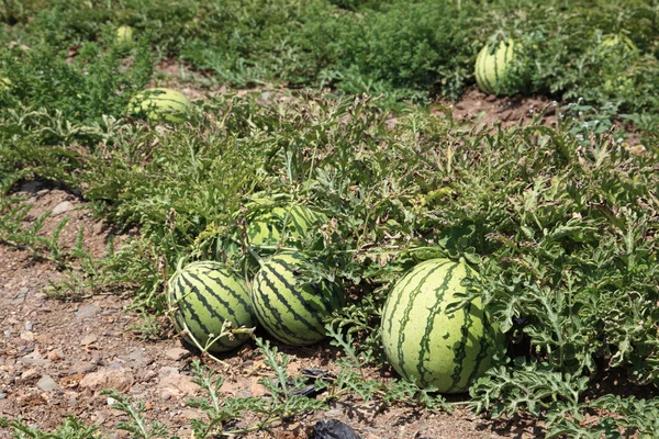 Watermelons on the watermelon plantation