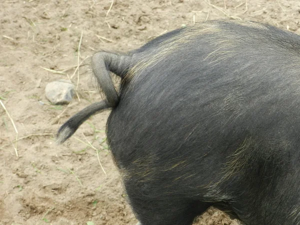 Happy pig with tail