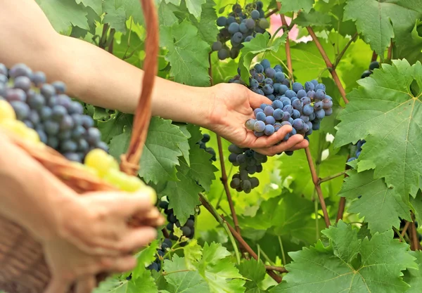 Picking grapes