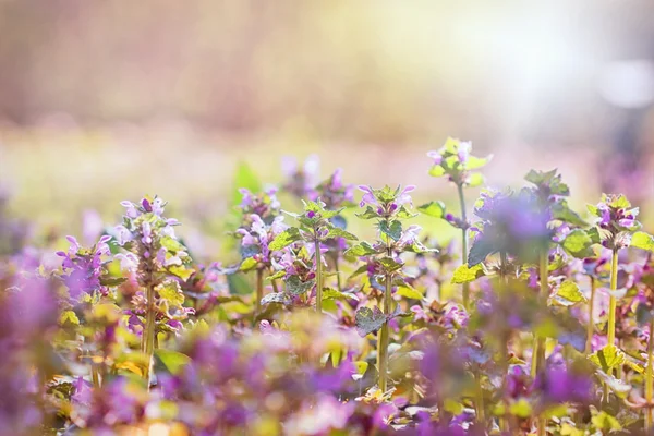 Flowering purple meadow flowers in spring