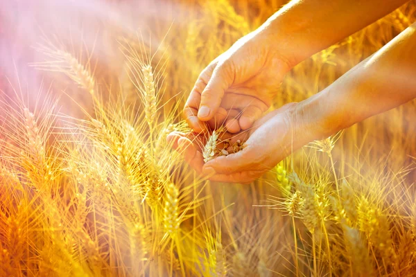 Rays of the setting sun on hands of farmer - wheat in hands