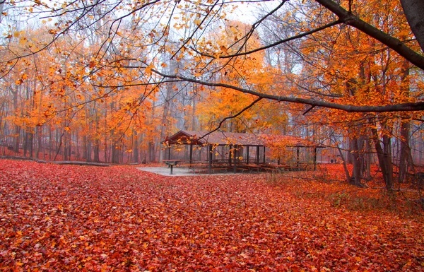 Beautiful fall scene