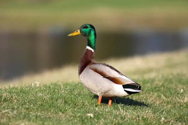 Mallard duck