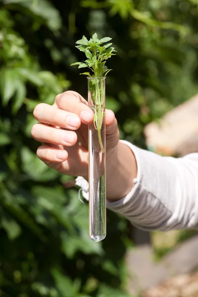 Green plant in test tube