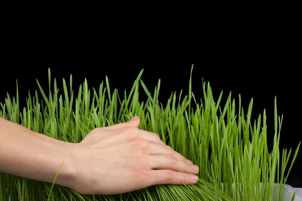 Hand above green grass