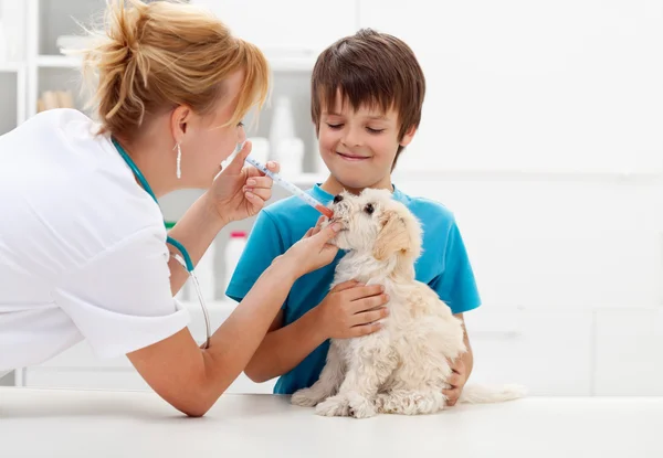 Boy at the veterinary with his dog
