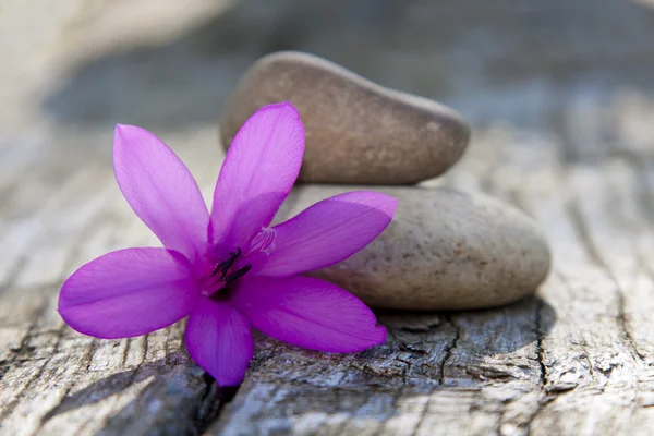 Natural flower with stones and water