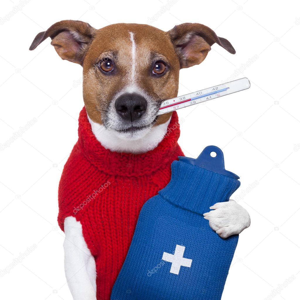 我的狗发烧了怎么办?