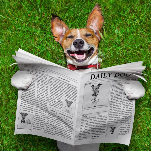 Dog reading newspaper