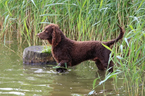 American Water Spaniel in a river