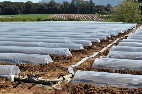 Field of vegetable crops in rows covered with polythene cloches protection