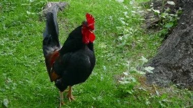 黑公鸡啼 - 图库视频影像 ncortinhal #14250339