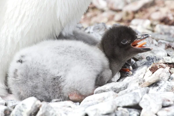 Small Adelie penguin chick on a hot day