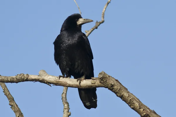 Rook which sits on a branch on a sunny afternoon on a background
