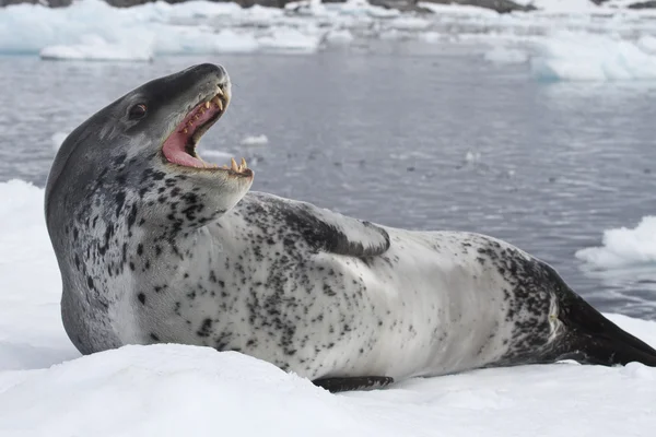 Leopard seal lying on the ice with open mouth