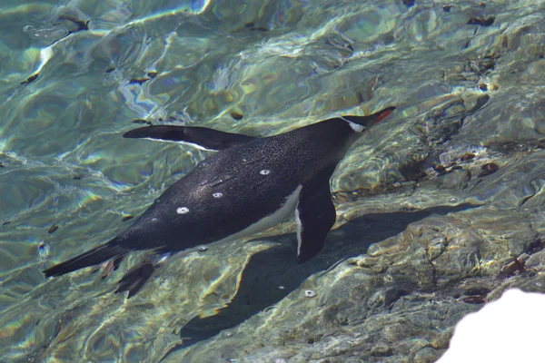 Gentoo penguin floating in the clear turquoise water of the Anta