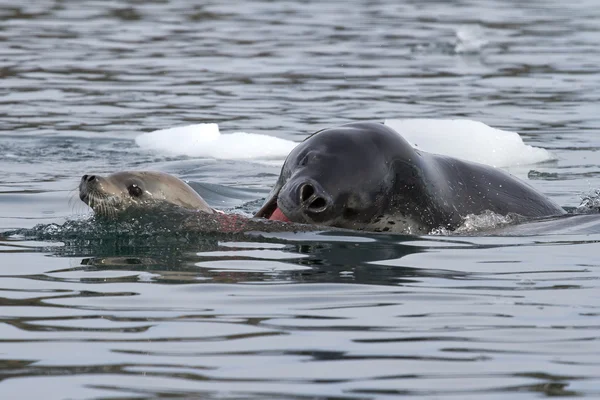Leopard seal attacking a young crabeater seal