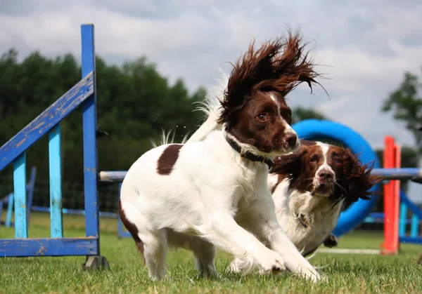 Working type english springer spaniel pet gundog running around agility equipment