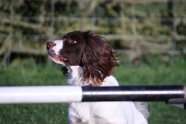 Cute liver and white working type english springer spaniel pet gundog jumping agility jumps