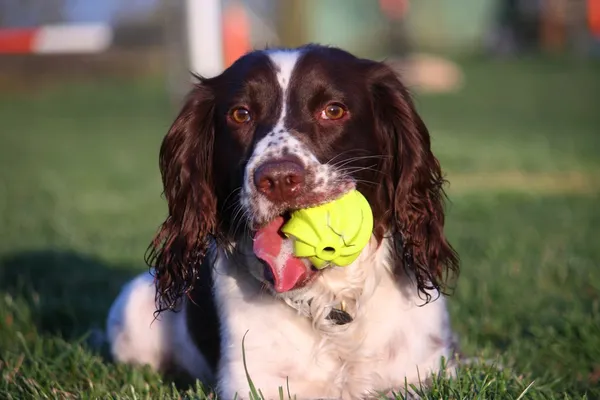 Cute liver and white working type english springer spaniel pet gundog with a yellow tennis ball