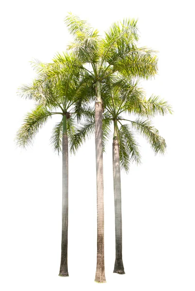 Group of palm tree plant isolated on white