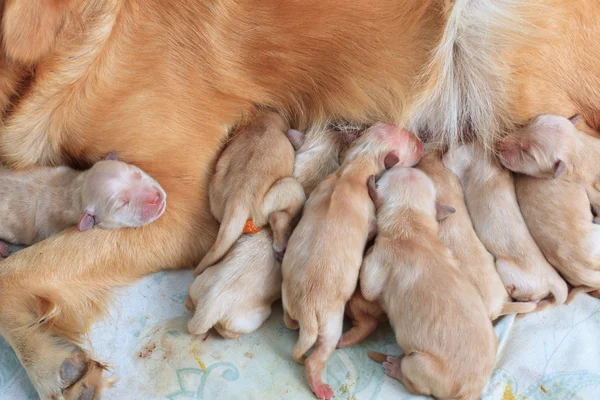 Group of first day golden retriever puppies natural shot and mom