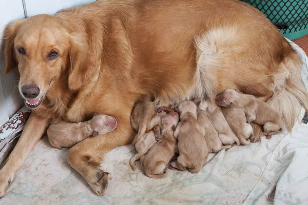 First day of golden retriever puppies with new dog mom lying on