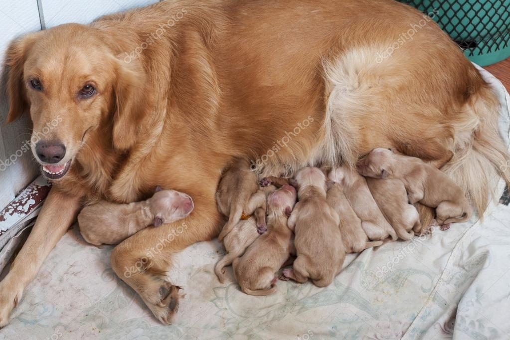 Primeiro Dia De Filhotes De Golden Retriever Com Nova Mãe De Cachorro Deitado — Fotografias De 