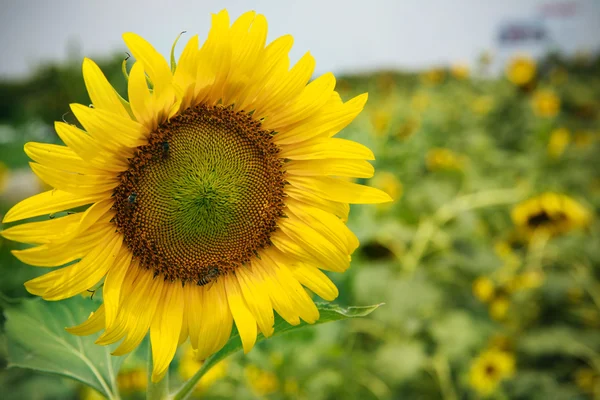 Close up front of sun flowers blooming in green field use for mu