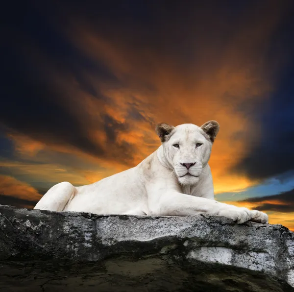 Close up face of white lioness lying on rock cliff against beaut