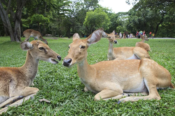 Close up of wild deer in open zoo use for animals wild life in z