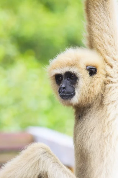Face of gibbon with blurry background