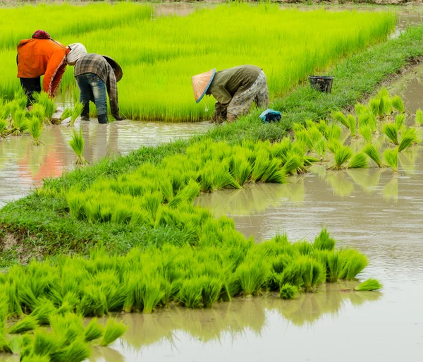 Laos farmer planting on the paddy rice farmland