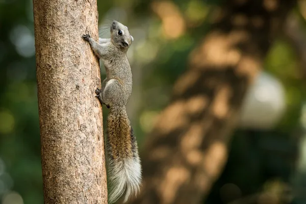 Squirrel or small gong, Small mammals on tree