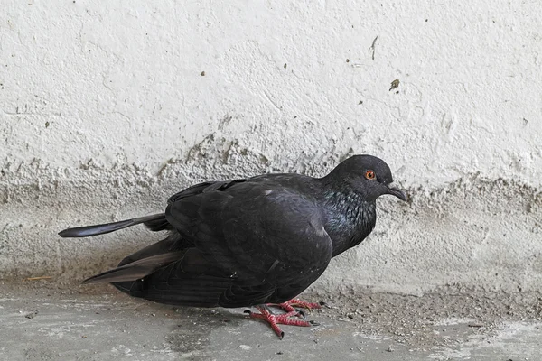 Black pigeon sick on the ground