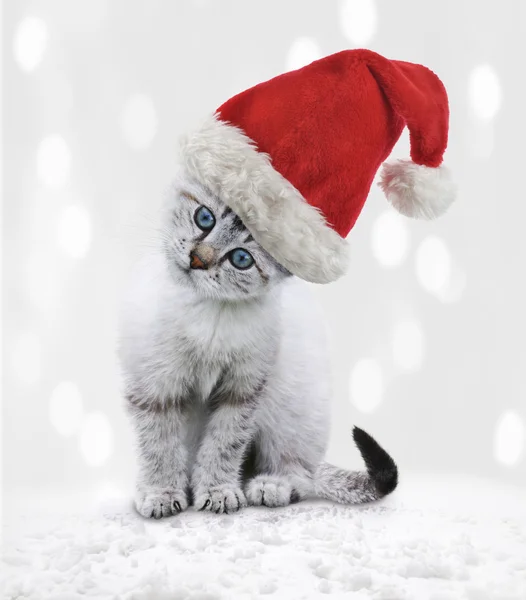 Young Cat In A Christmas Hat