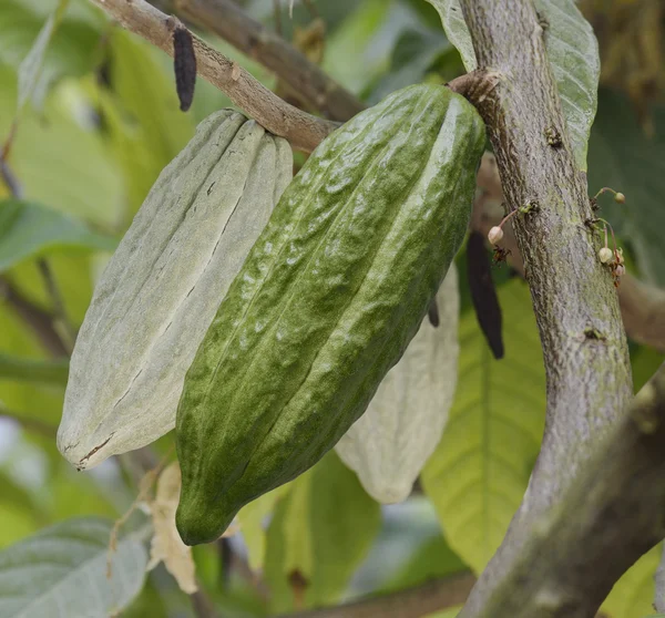 Cocoa Tree With Fruits